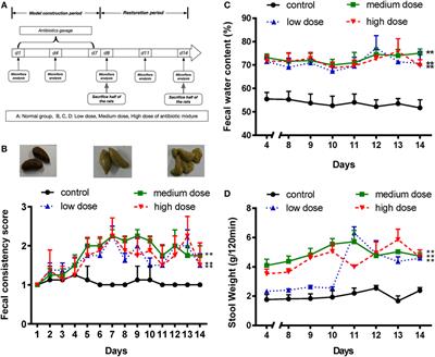 Bacteroides fragilis Protects Against Antibiotic-Associated Diarrhea in Rats by Modulating Intestinal Defenses